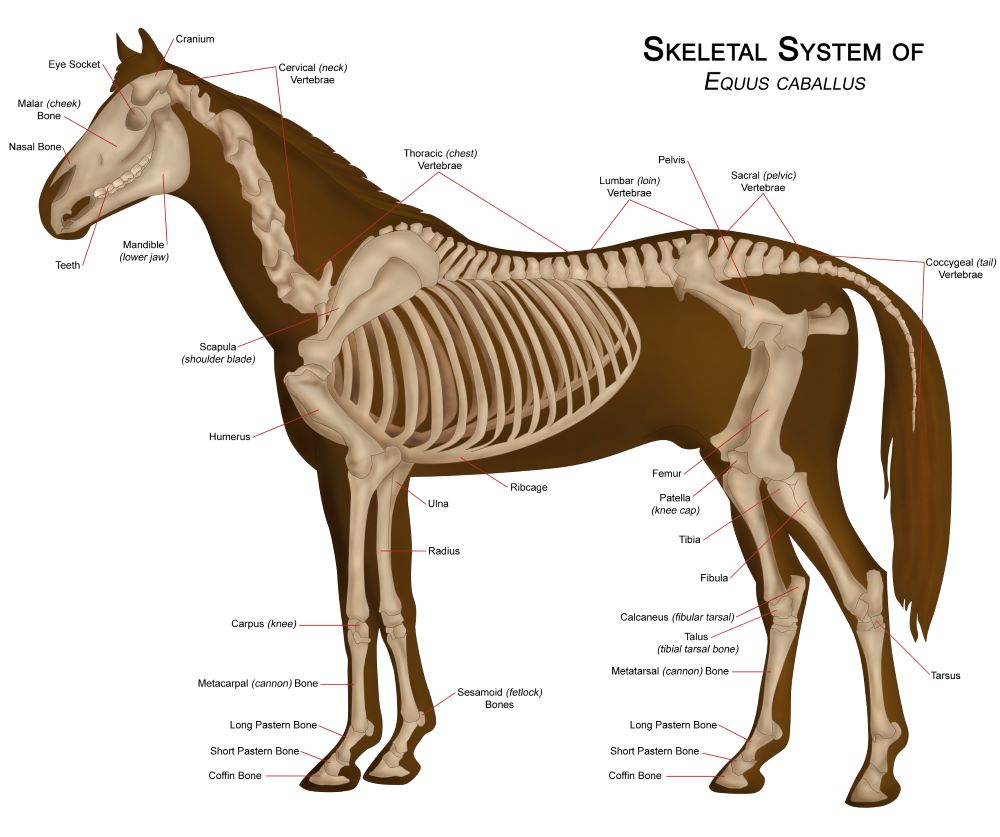 Down to the Bones: The Equine Skeletal System