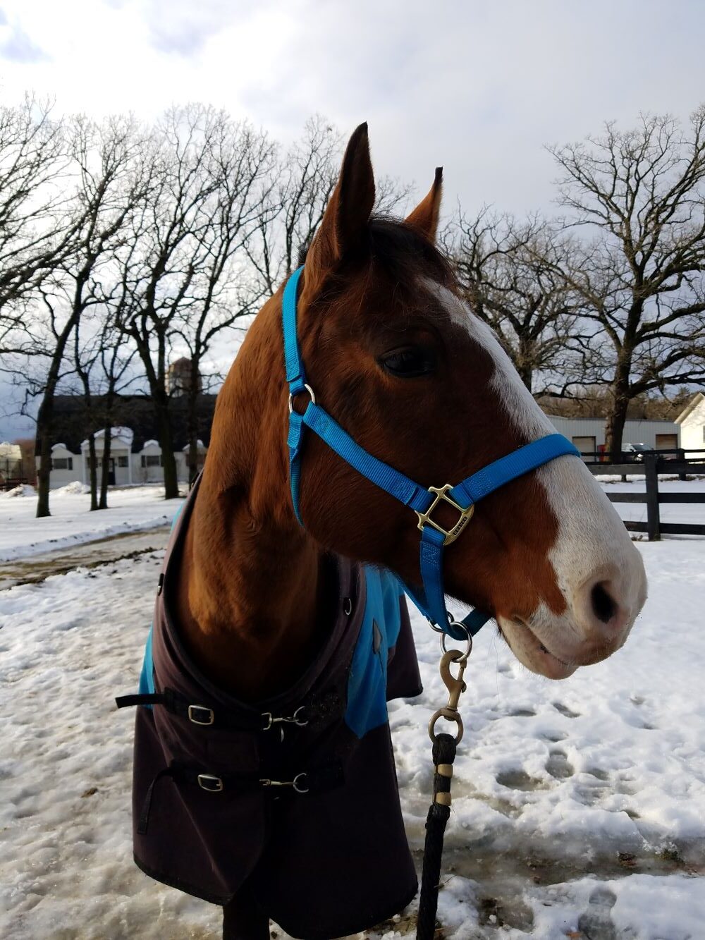 Blanketing Horses in the Winter 7 Things to Consider